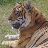 Charm's tigre Pam - Nach x La tanière