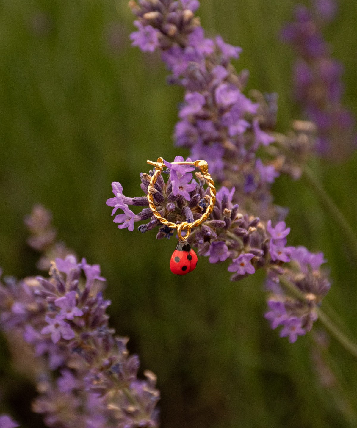 mini créole dorée coccinelle nach