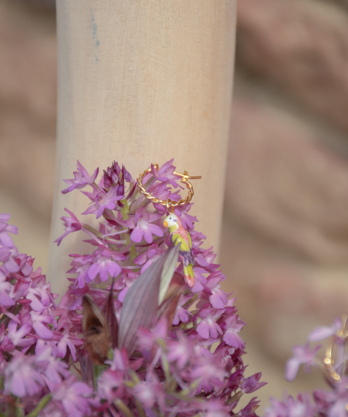 Mini créole perruche à moustaches - Vendue à l'unité