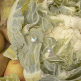 Petites créoles poule