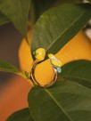 Adjustable gold ring blue and yellow bird parakeet and yellow lemon