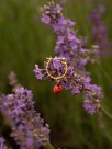 nach ladybug golden mini hoop