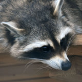 Stylo Pedro le raton laveur - La Tanière