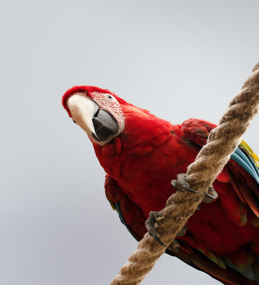 Collier rond couple de perroquets en porcelaine – NACH BIJOUX Collier rond couple de perroquets en porcelaine – NACH BIJOUX