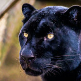 Stylo Ayrton la panthère - La Tanière