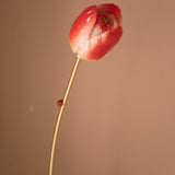 Tulipe éternelle rouge