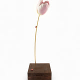 Tulipe éternelle rose