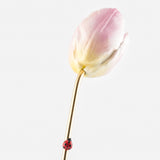 Tulipe éternelle rose