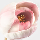 Tulipe éternelle rose