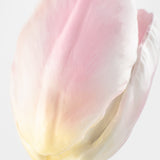 Tulipe éternelle rose