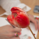 Red eternal tulip