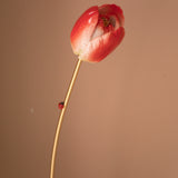 Red eternal tulip