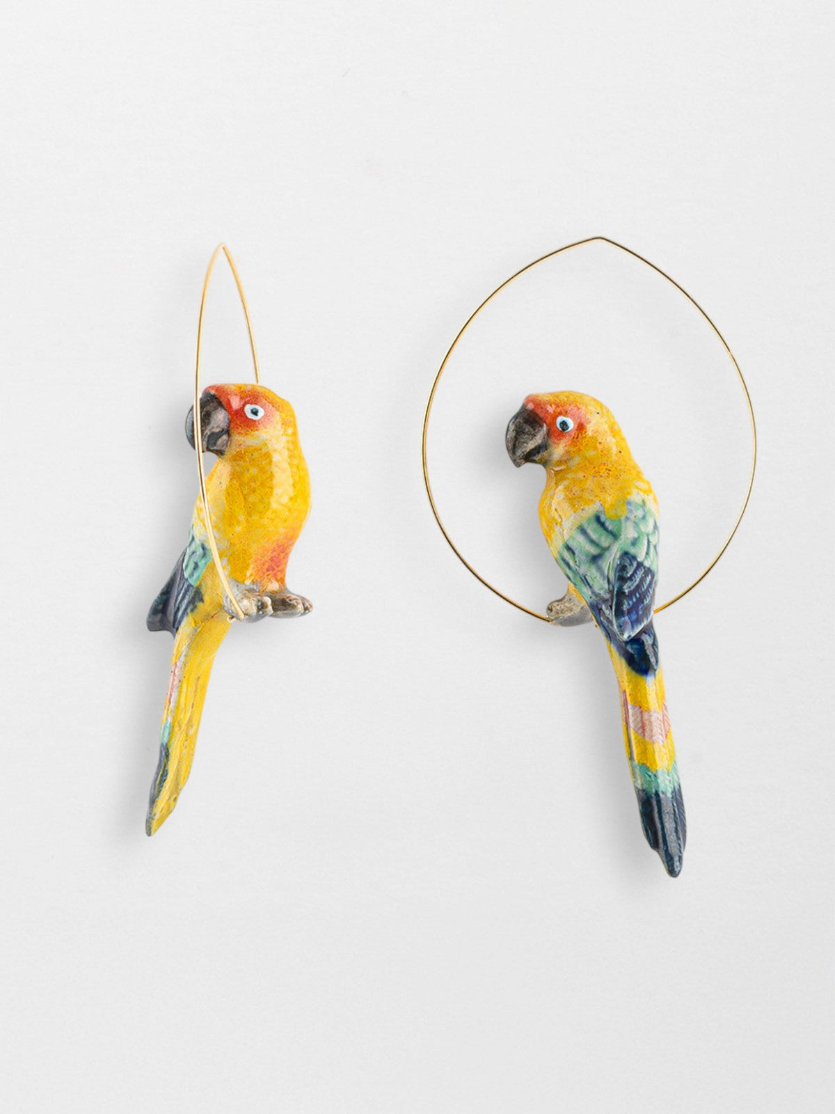 Créoles oiseau conure soleil