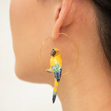 Large Creole sun conure bird