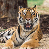 Stylo Khéops le tigre - La Tanière