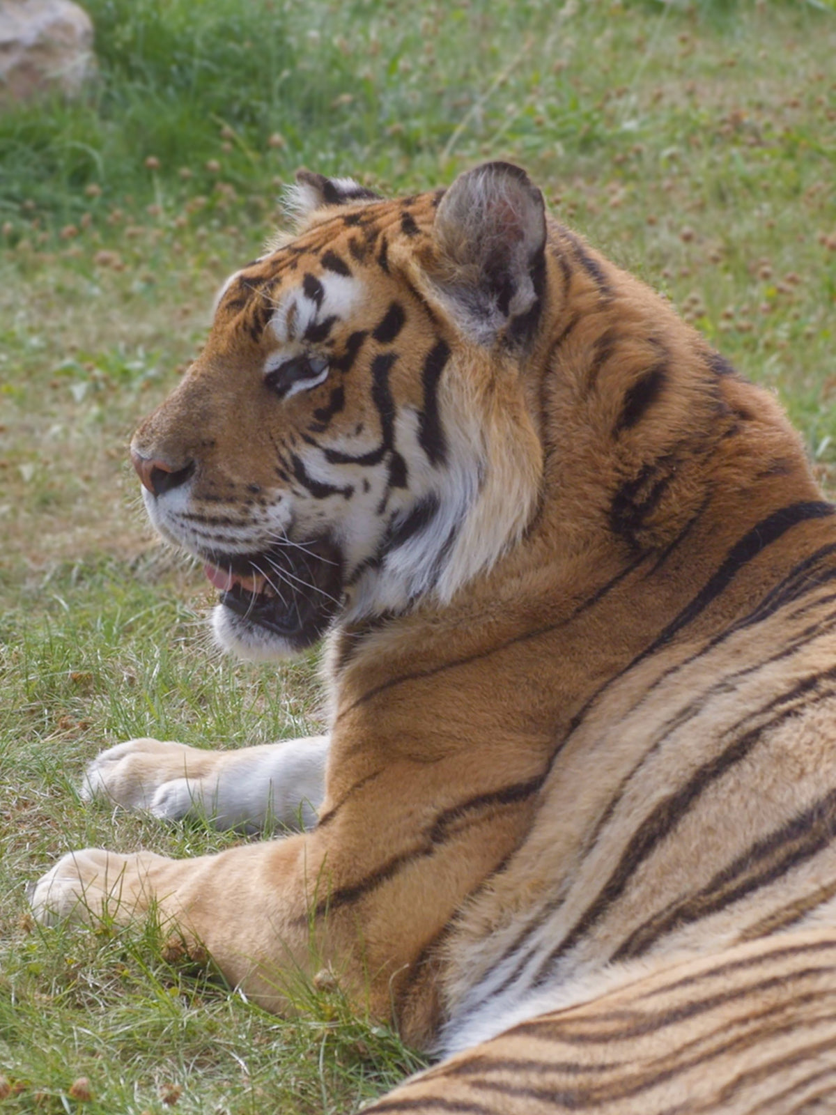 Charm's tigre Pam - Nach x La tanière
