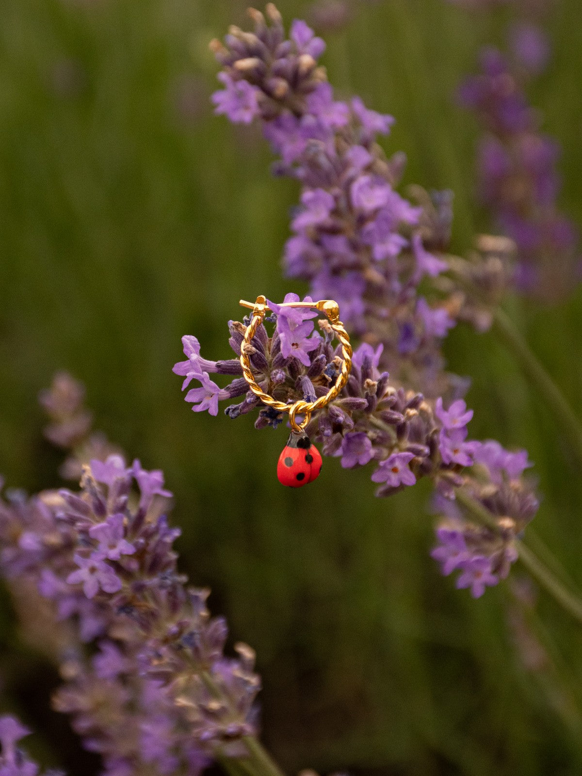 mini créole dorée coccinelle nach