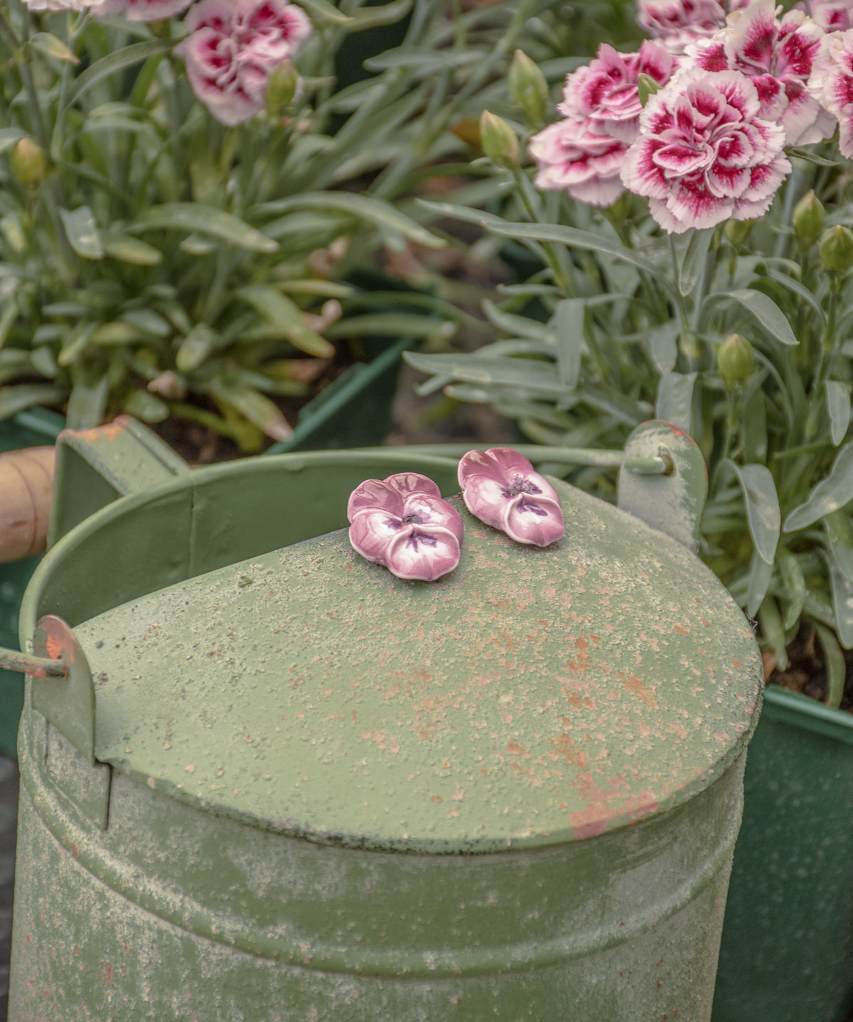 Puces d'oreilles pensée